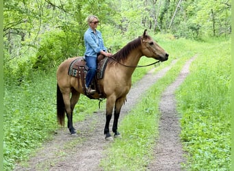 Caballo cuarto de milla, Caballo castrado, 14 años, Buckskin/Bayo