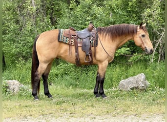 Caballo cuarto de milla, Caballo castrado, 14 años, Buckskin/Bayo