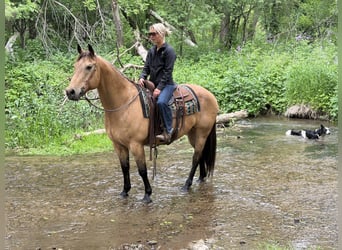 Caballo cuarto de milla, Caballo castrado, 14 años, Buckskin/Bayo