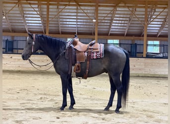 Caballo cuarto de milla, Caballo castrado, 14 años, Buckskin/Bayo