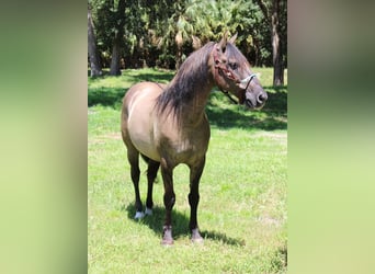 Caballo cuarto de milla, Caballo castrado, 14 años, Grullo