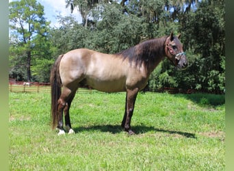 Caballo cuarto de milla, Caballo castrado, 14 años, Grullo