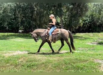 Caballo cuarto de milla, Caballo castrado, 14 años, Grullo