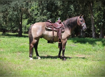 Caballo cuarto de milla, Caballo castrado, 14 años, Grullo