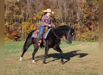 Caballo cuarto de milla, Caballo castrado, 14 años, Negro