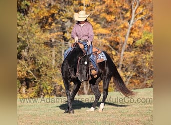 Caballo cuarto de milla, Caballo castrado, 14 años, Negro