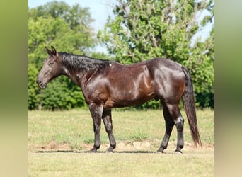 Caballo cuarto de milla Mestizo, Caballo castrado, 14 años, Ruano azulado