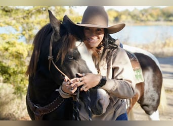 Caballo cuarto de milla, Caballo castrado, 15 años, 142 cm, Tobiano-todas las-capas
