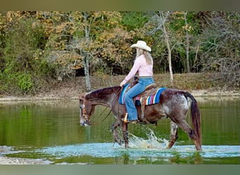 Caballo cuarto de milla, Caballo castrado, 15 años, 145 cm, Ruano alazán