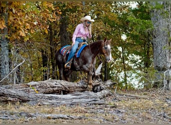 Caballo cuarto de milla, Caballo castrado, 15 años, 145 cm, Ruano alazán