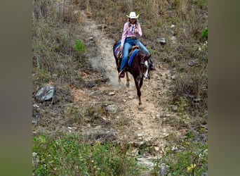 Caballo cuarto de milla, Caballo castrado, 15 años, 145 cm, Ruano alazán