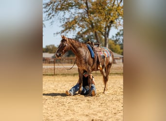 Caballo cuarto de milla, Caballo castrado, 15 años, 145 cm, Ruano alazán