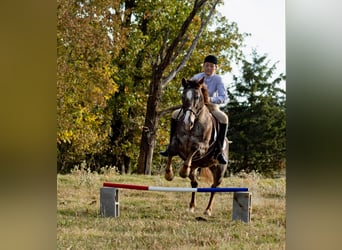 Caballo cuarto de milla, Caballo castrado, 15 años, 145 cm, Ruano alazán