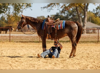 Caballo cuarto de milla, Caballo castrado, 15 años, 145 cm, Ruano alazán