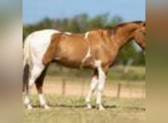 Caballo cuarto de milla, Caballo castrado, 15 años, 145 cm, Tobiano-todas las-capas