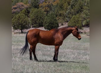Caballo cuarto de milla, Caballo castrado, 15 años, 147 cm, Castaño rojizo