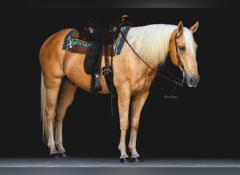 Caballo cuarto de milla, Caballo castrado, 15 años, 147 cm, Palomino