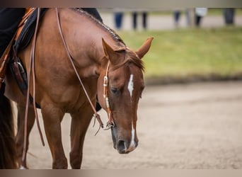 Caballo cuarto de milla, Caballo castrado, 15 años, 150 cm, Alazán