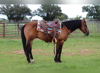 Caballo cuarto de milla, Caballo castrado, 15 años, 150 cm, Buckskin/Bayo