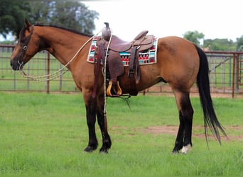 Caballo cuarto de milla, Caballo castrado, 15 años, 150 cm, Buckskin/Bayo