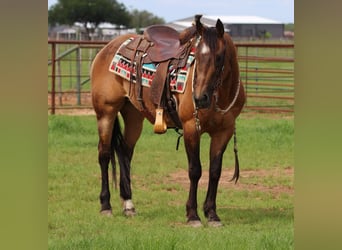 Caballo cuarto de milla, Caballo castrado, 15 años, 150 cm, Buckskin/Bayo