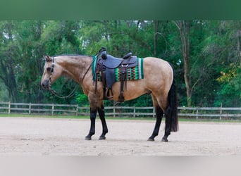 Caballo cuarto de milla, Caballo castrado, 15 años, 150 cm, Buckskin/Bayo