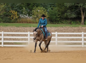 Caballo cuarto de milla, Caballo castrado, 15 años, 150 cm, Buckskin/Bayo