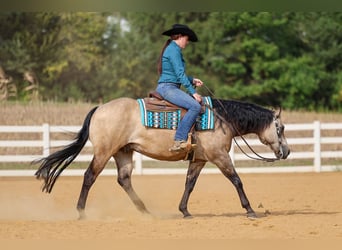 Caballo cuarto de milla, Caballo castrado, 15 años, 150 cm, Buckskin/Bayo