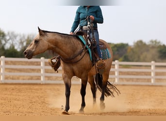 Caballo cuarto de milla, Caballo castrado, 15 años, 150 cm, Buckskin/Bayo