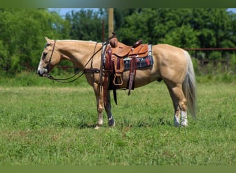 Caballo cuarto de milla, Caballo castrado, 15 años, 150 cm, Palomino