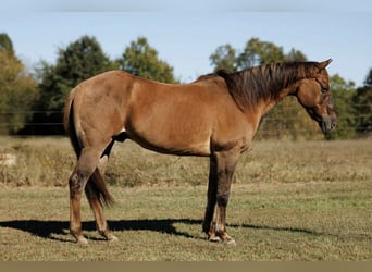 Caballo cuarto de milla, Caballo castrado, 15 años, 150 cm, Red Dun/Cervuno