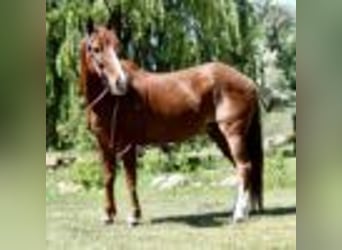 Caballo cuarto de milla, Caballo castrado, 15 años, 152 cm, Alazán rojizo