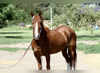 Caballo cuarto de milla, Caballo castrado, 15 años, 152 cm, Alazán rojizo
