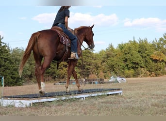 Caballo cuarto de milla, Caballo castrado, 15 años, 152 cm, Alazán rojizo