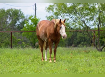 Caballo cuarto de milla, Caballo castrado, 15 años, 152 cm, Alazán-tostado