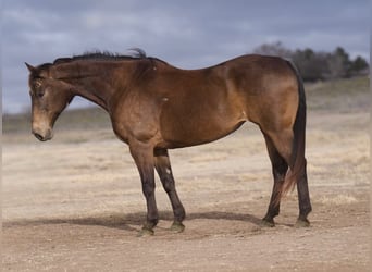 Caballo cuarto de milla, Caballo castrado, 15 años, 152 cm, Buckskin/Bayo