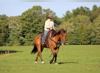 Caballo cuarto de milla, Caballo castrado, 15 años, 152 cm, Buckskin/Bayo