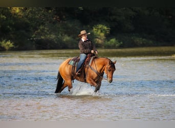 Caballo cuarto de milla, Caballo castrado, 15 años, 152 cm, Buckskin/Bayo