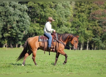 Caballo cuarto de milla, Caballo castrado, 15 años, 152 cm, Buckskin/Bayo