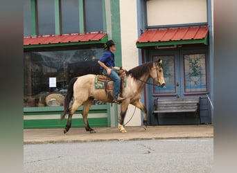 Caballo cuarto de milla, Caballo castrado, 15 años, 152 cm, Buckskin/Bayo