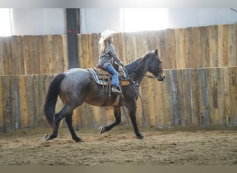 Caballo cuarto de milla, Caballo castrado, 15 años, 152 cm, Castaño-ruano