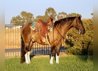 Caballo cuarto de milla, Caballo castrado, 15 años, 152 cm, Grullo