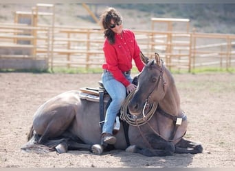 Caballo cuarto de milla, Caballo castrado, 15 años, 152 cm, Grullo