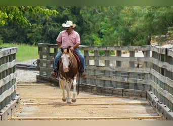 Caballo cuarto de milla, Caballo castrado, 15 años, 152 cm, Overo-todas las-capas
