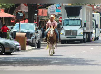 Caballo cuarto de milla, Caballo castrado, 15 años, 152 cm, Overo-todas las-capas