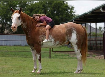 Caballo cuarto de milla, Caballo castrado, 15 años, 152 cm, Overo-todas las-capas