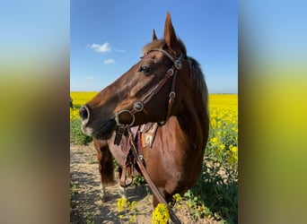 Caballo cuarto de milla, Caballo castrado, 15 años, 154 cm, Alazán-tostado