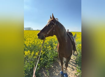Caballo cuarto de milla, Caballo castrado, 15 años, 154 cm, Alazán-tostado