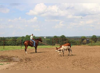 Caballo cuarto de milla, Caballo castrado, 15 años, 155 cm