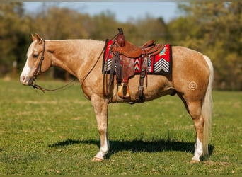 Caballo cuarto de milla, Caballo castrado, 15 años, 155 cm, Palomino